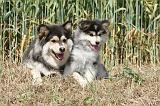 CHIEN FINNOIS DE LAPONIE 510